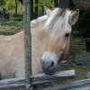 A dun-colored horse.