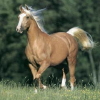 A palomino horse.