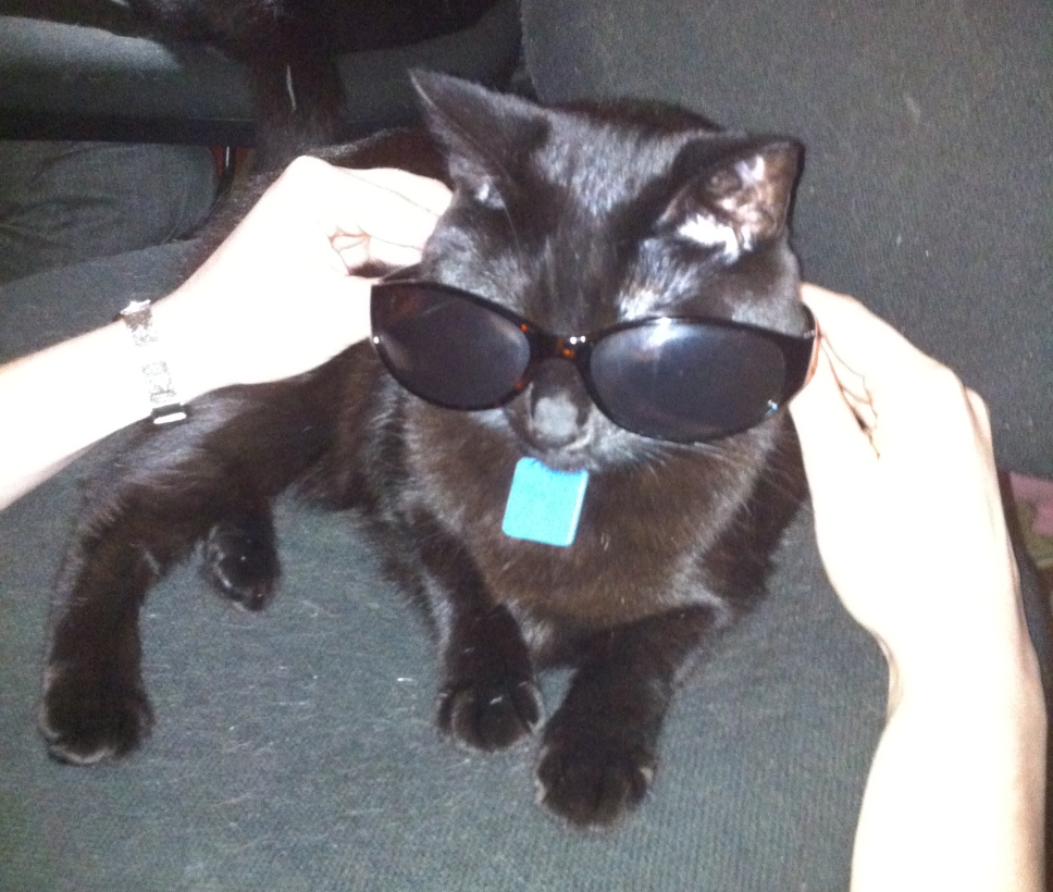 My cat Keli wearing sunglasses.