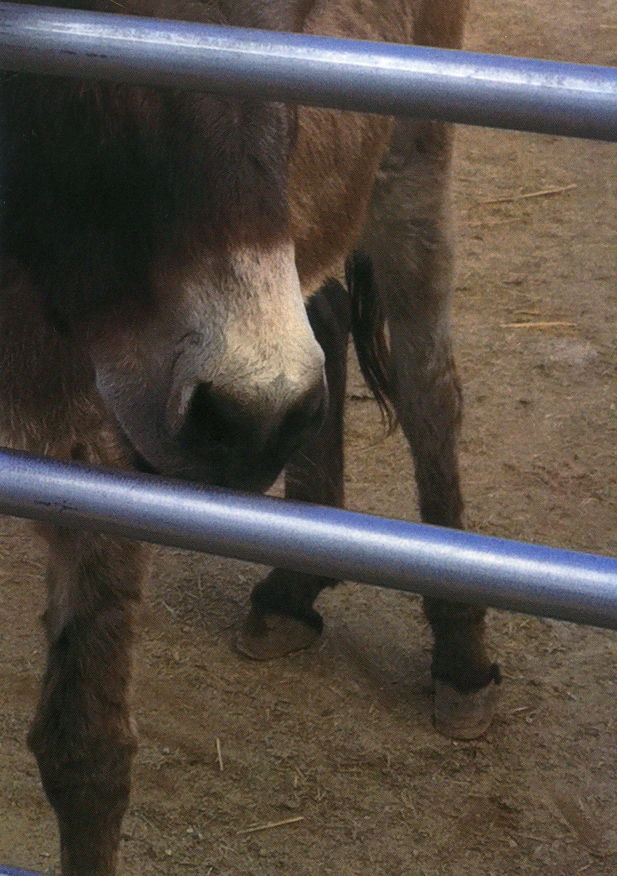 A picture of a donkey.