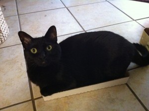 My cat in a box that's much too small for her.